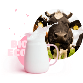 milk and cow